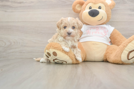 Popular Maltipoo Poodle Mix Pup