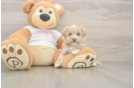 Maltipoo Pup Being Cute