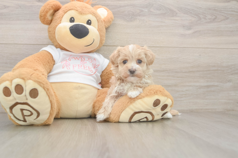 Maltipoo Pup Being Cute