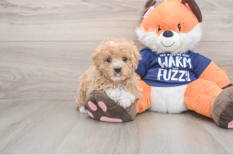 Maltipoo Pup Being Cute