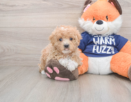 8 week old Maltipoo Puppy For Sale - Puppy Love PR