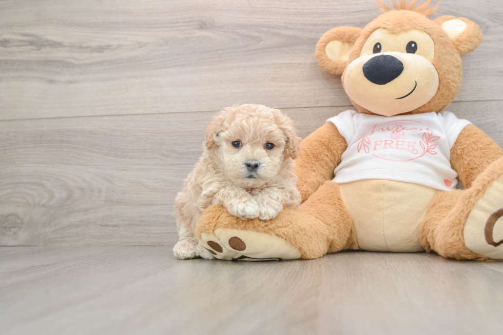 Maltipoo Pup Being Cute