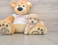 7 week old Maltipoo Puppy For Sale - Puppy Love PR