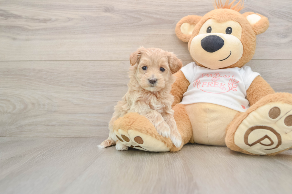 Maltipoo Puppy for Adoption