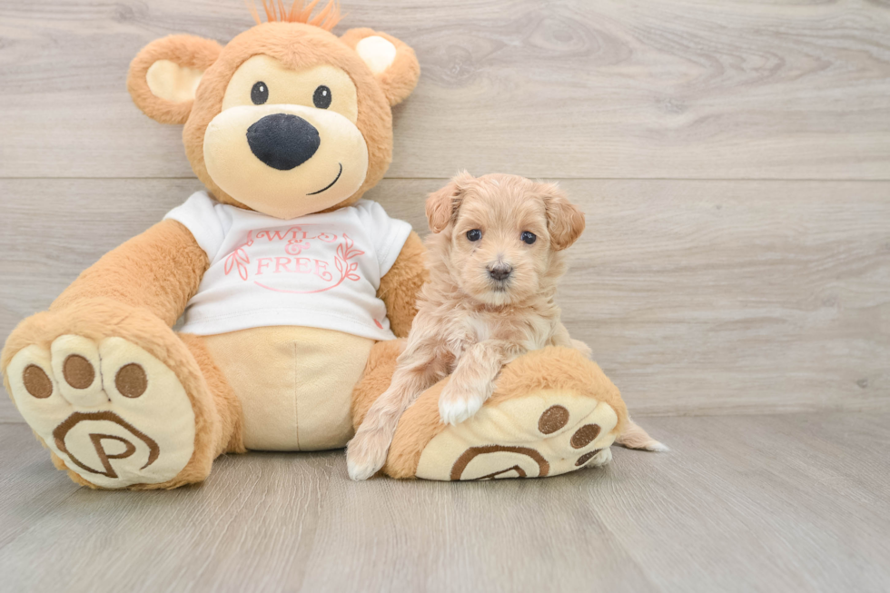 Happy Maltipoo Baby