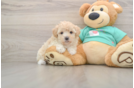 Cute Maltipoo Baby