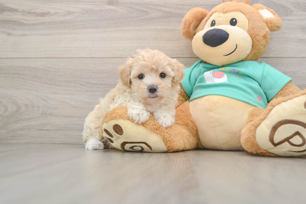 Cute Maltipoo Baby