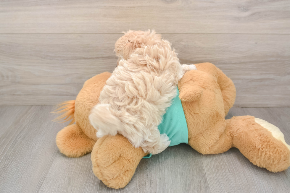 Maltipoo Pup Being Cute