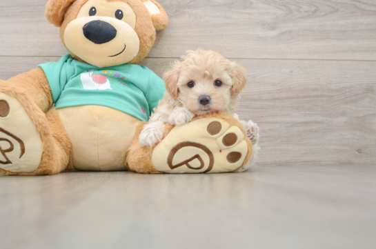 Fluffy Maltipoo Poodle Mix Pup
