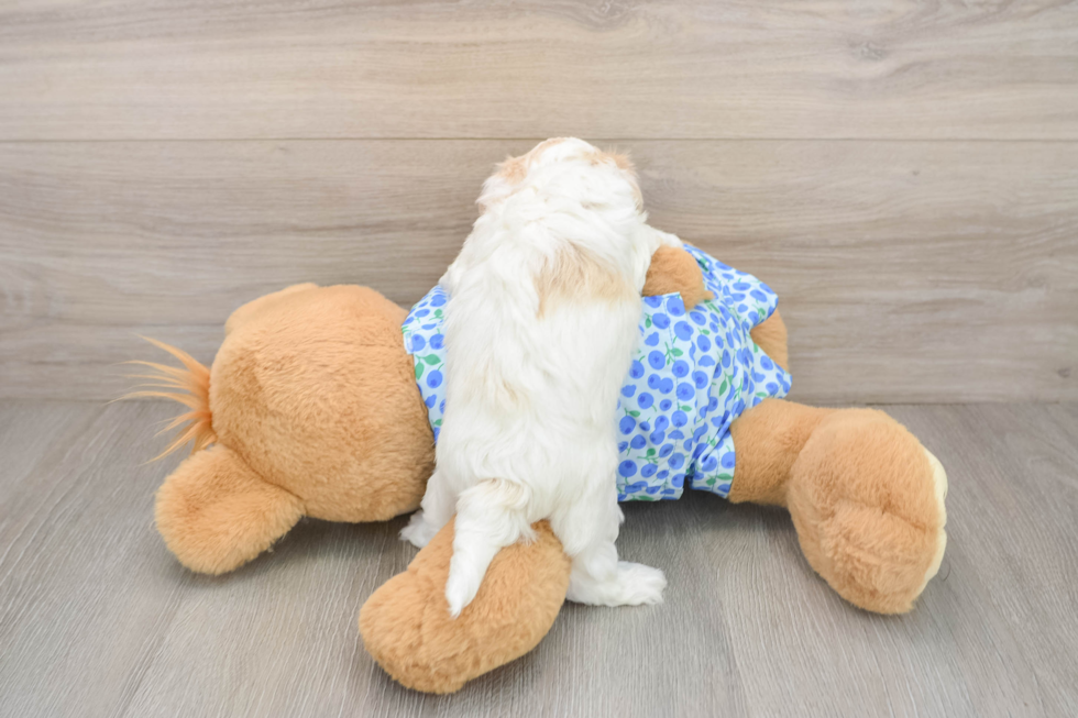 Maltipoo Puppy for Adoption