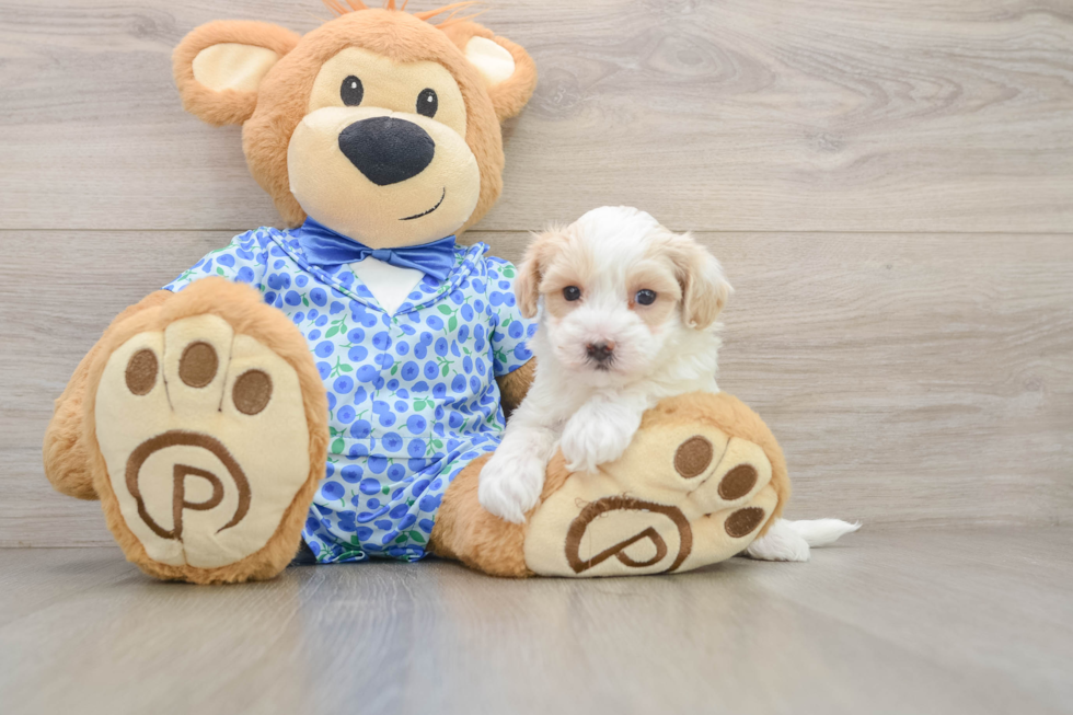 Hypoallergenic Malt a Poo Poodle Mix Puppy