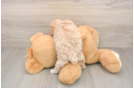 Fluffy Maltipoo Poodle Mix Pup