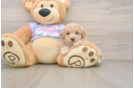Maltipoo Pup Being Cute