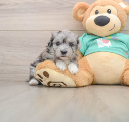 7 week old Maltipoo Puppy For Sale - Puppy Love PR