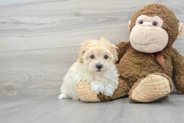 Maltipoo Pup Being Cute