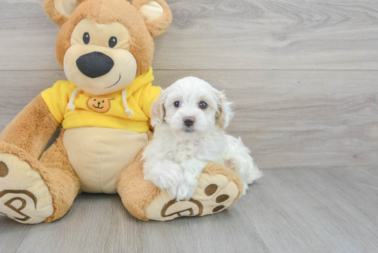 Maltipoo Pup Being Cute