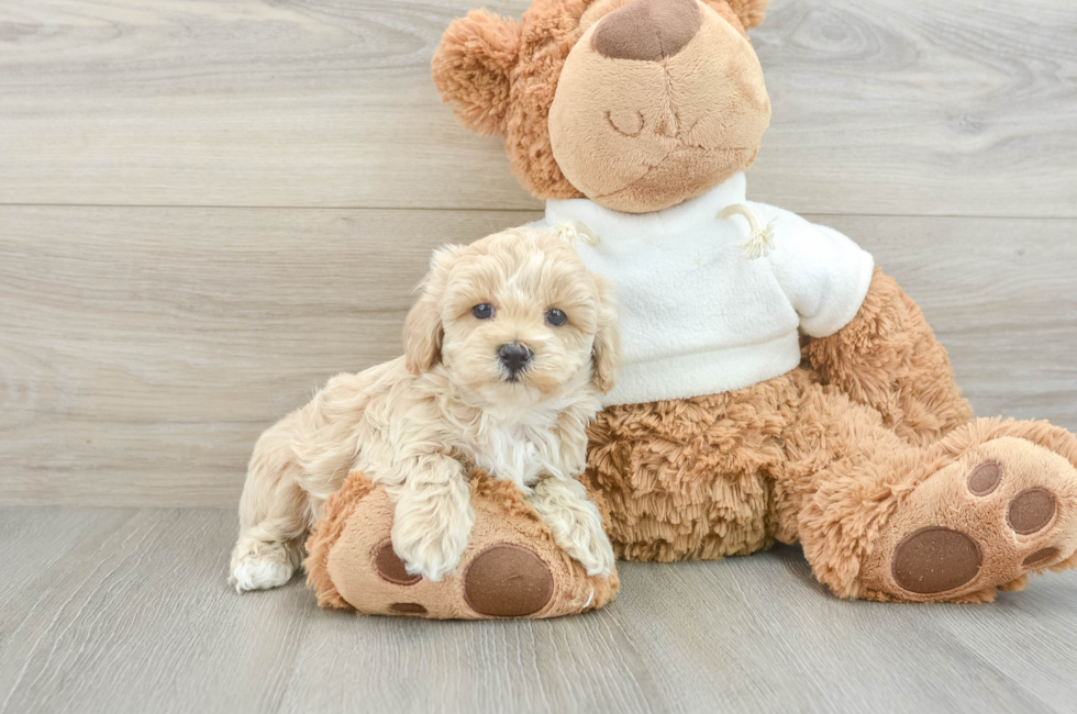 7 week old Maltipoo Puppy For Sale - Puppy Love PR