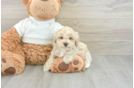 Funny Maltipoo Poodle Mix Pup