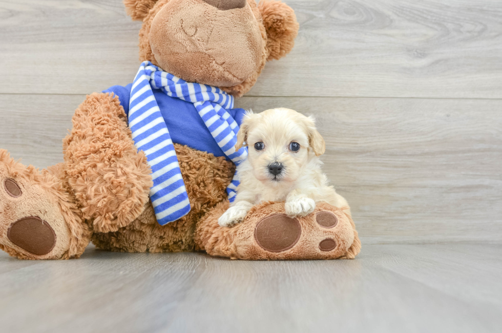 6 week old Maltipoo Puppy For Sale - Puppy Love PR