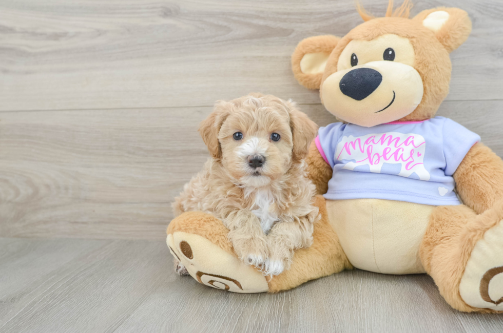 7 week old Maltipoo Puppy For Sale - Puppy Love PR