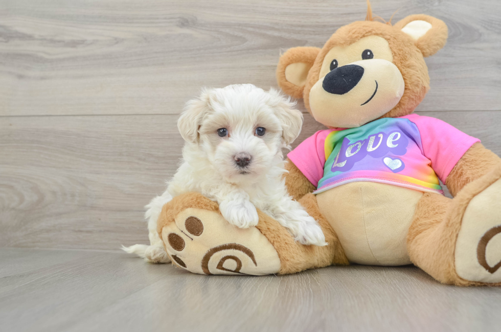 7 week old Maltipoo Puppy For Sale - Puppy Love PR