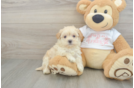 Maltipoo Pup Being Cute