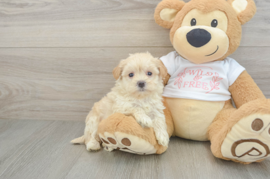 Maltipoo Pup Being Cute