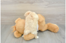 Hypoallergenic Maltepoo Poodle Mix Puppy