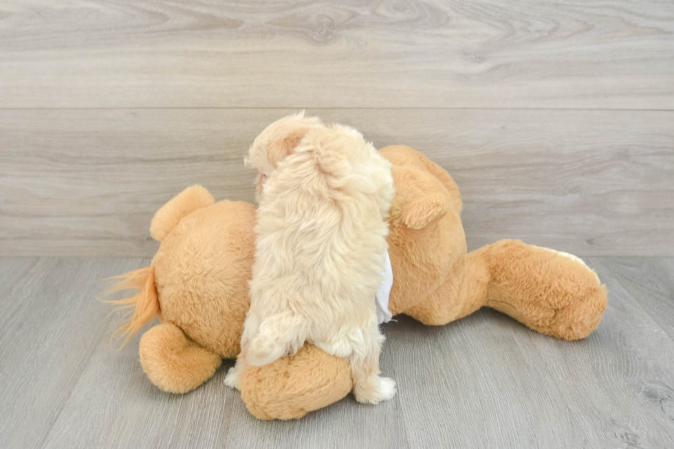 Hypoallergenic Maltepoo Poodle Mix Puppy