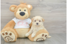 Maltipoo Pup Being Cute