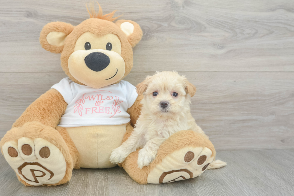 Maltipoo Pup Being Cute