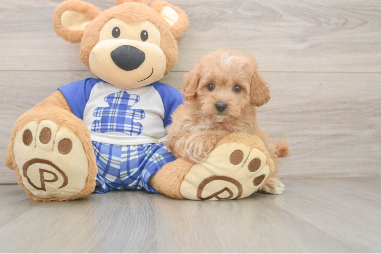Maltipoo Pup Being Cute