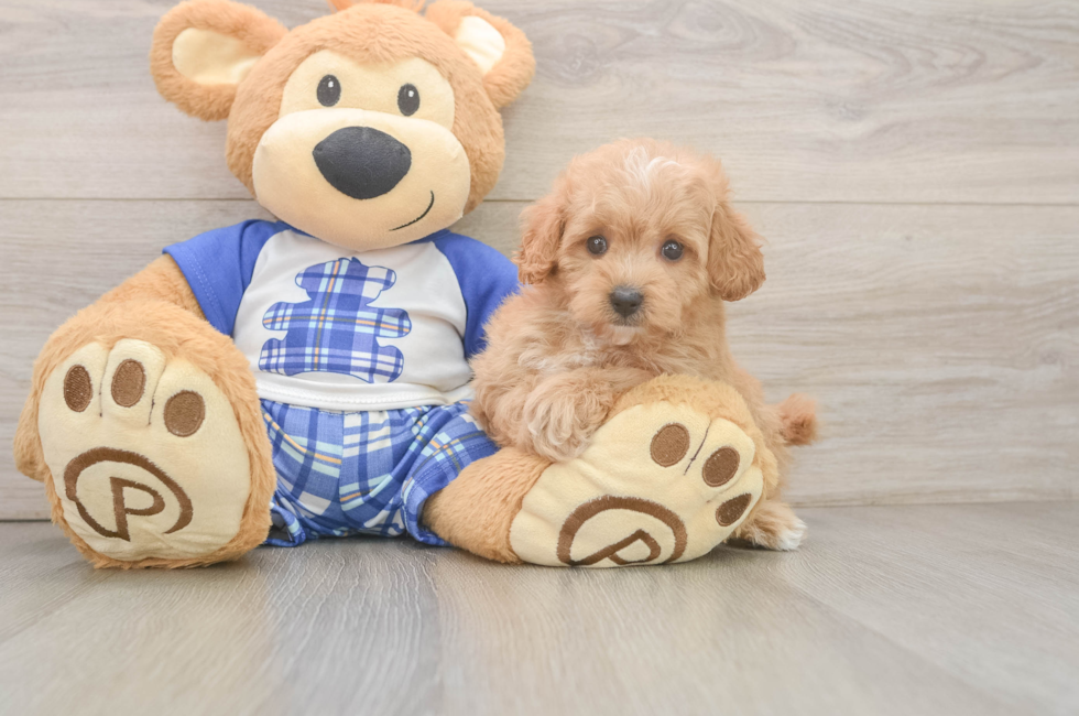 6 week old Maltipoo Puppy For Sale - Puppy Love PR