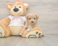 6 week old Maltipoo Puppy For Sale - Puppy Love PR