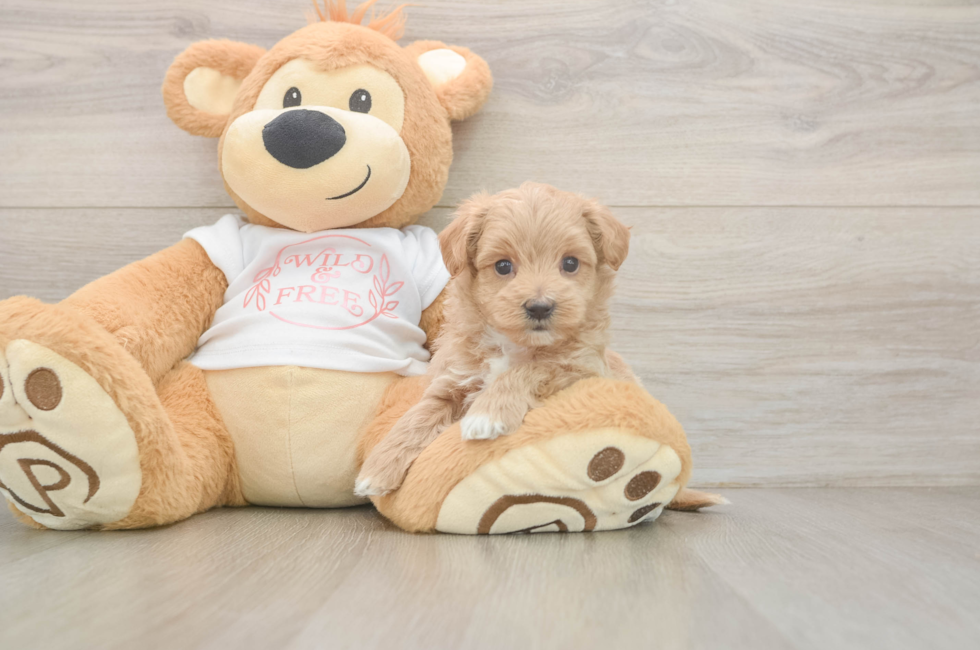 5 week old Maltipoo Puppy For Sale - Puppy Love PR