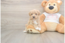 Hypoallergenic Maltidoodle Poodle Mix Puppy