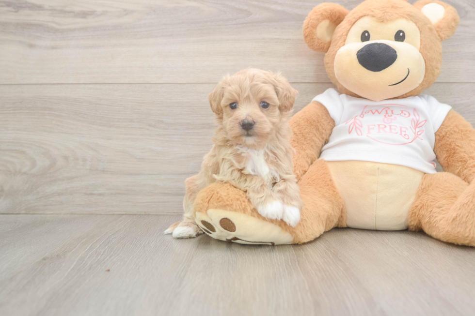 Hypoallergenic Maltidoodle Poodle Mix Puppy