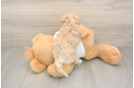 Adorable Maltidoodle Poodle Mix Puppy