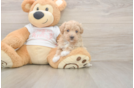 Maltipoo Pup Being Cute