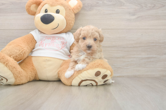 Maltipoo Pup Being Cute