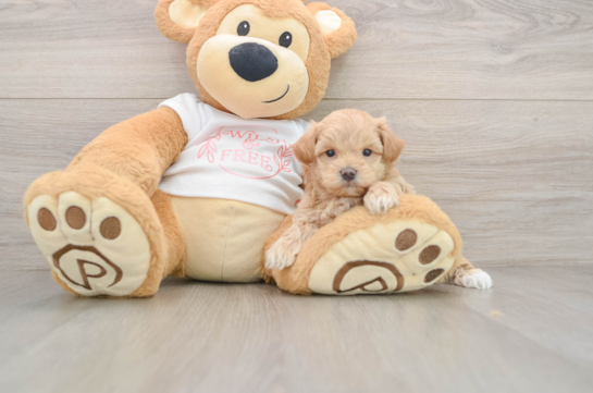 Popular Maltipoo Poodle Mix Pup