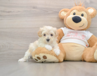 8 week old Maltipoo Puppy For Sale - Puppy Love PR