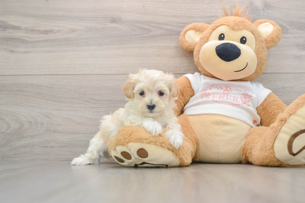 Maltipoo Pup Being Cute