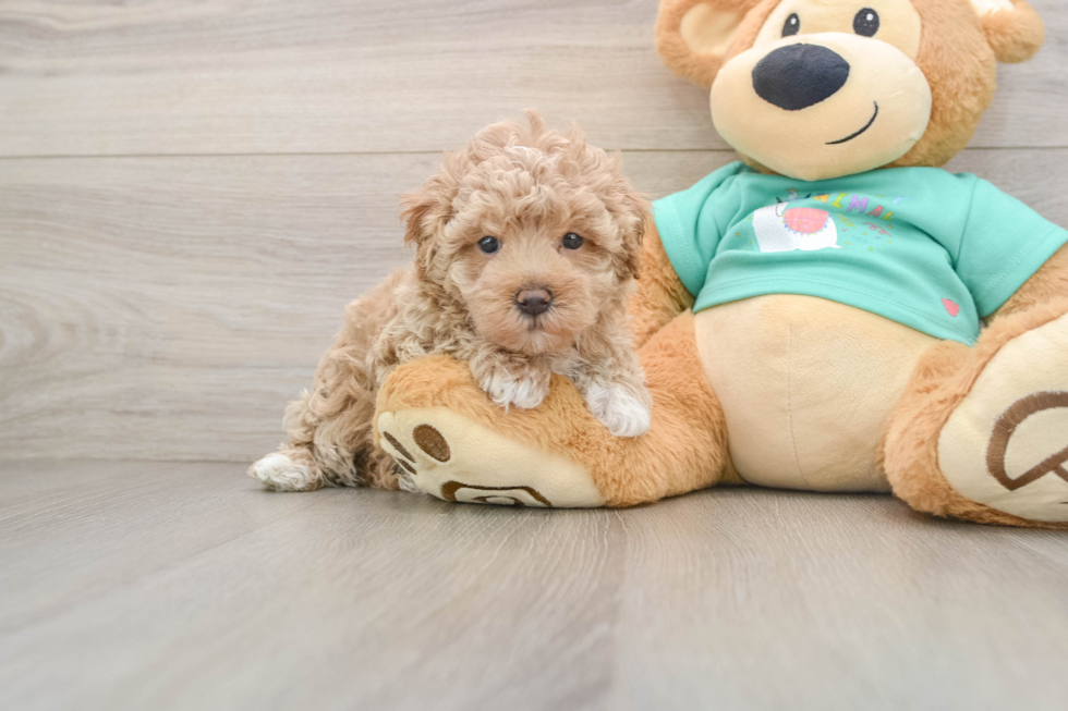 Petite Maltipoo Poodle Mix Pup