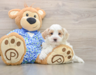 7 week old Maltipoo Puppy For Sale - Puppy Love PR