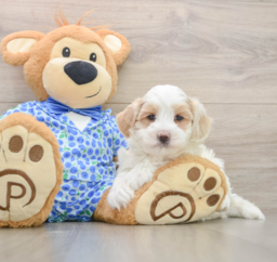 8 week old Maltipoo Puppy For Sale - Puppy Love PR
