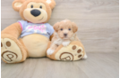 Playful Malt Oodle Poodle Mix Puppy