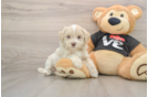 Petite Maltipoo Poodle Mix Pup