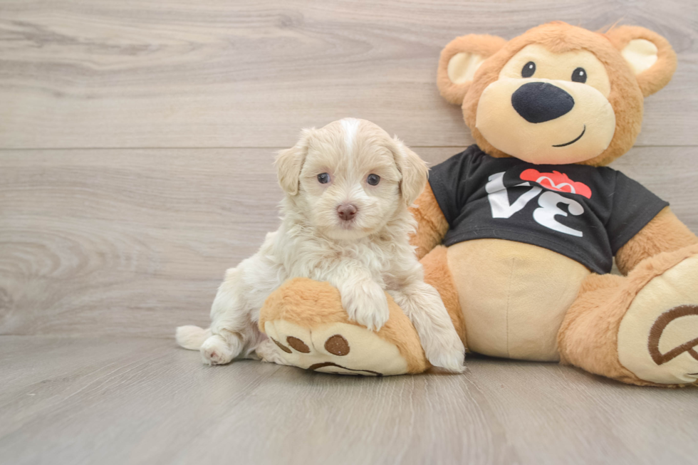 Petite Maltipoo Poodle Mix Pup