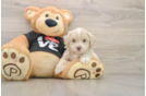Fluffy Maltipoo Poodle Mix Pup